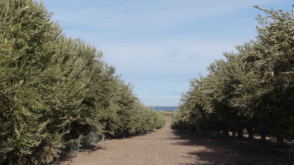Plantación de olivos oleosan